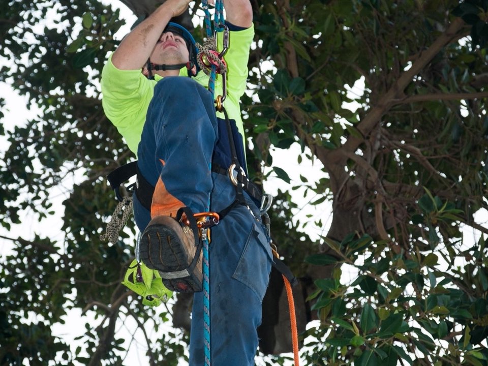 Qualified arborist working in a mature tree during a property survey in Rutland
