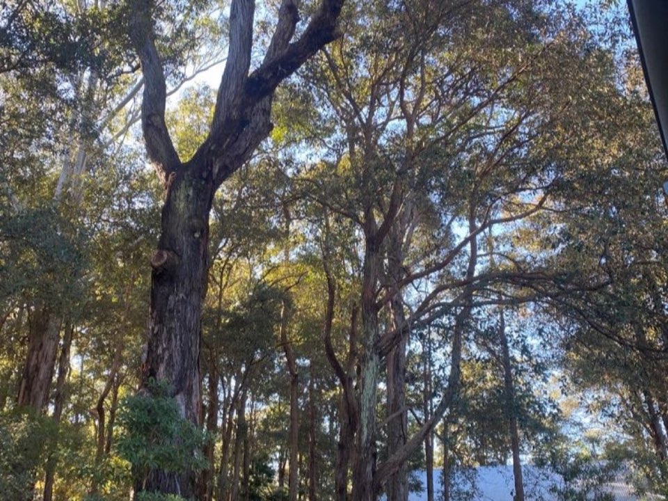 Mature trees in a Rutland parkland setting due for routine re-inspection
